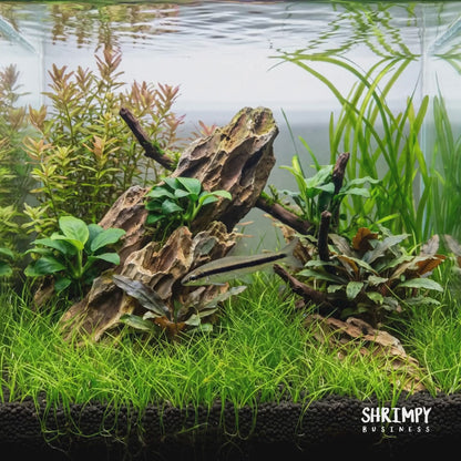 Siamese Algae Eater