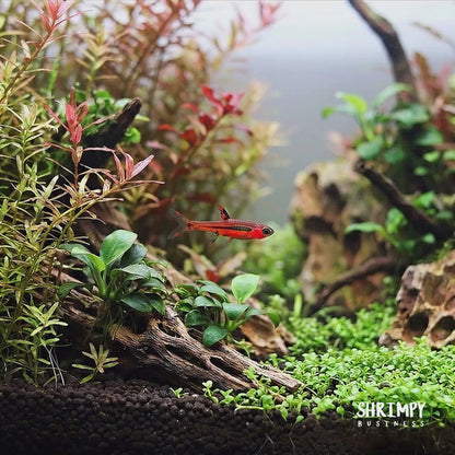 Chili Rasbora