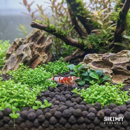Red Fancy Tiger Shrimp