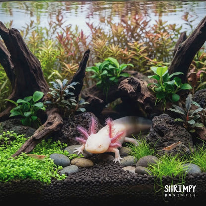 GFP Albino Axolotl