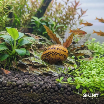 Batik Nerite Snail