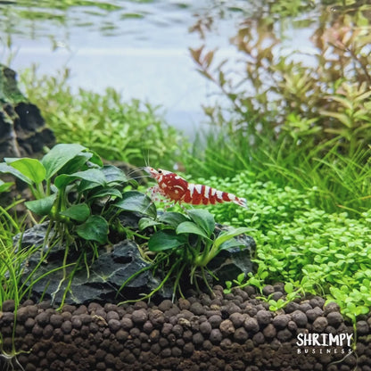Red Galaxy Pinto Shrimp