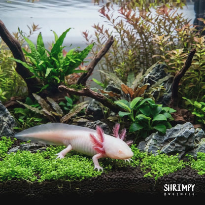 Pink Albino Axolotl