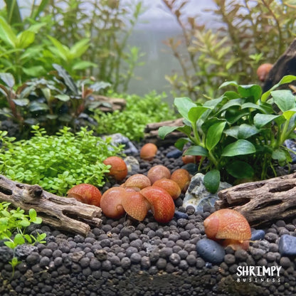 Red Pumpkin Nerite Snail