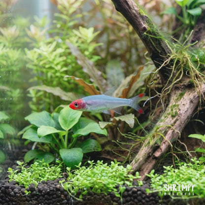 Rummynose Rasbora