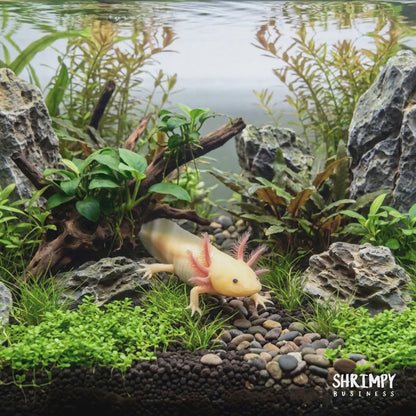 GFP Leucistic Axolotl (Pink Glowing)