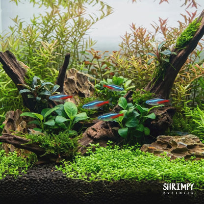 Neon Tetra (Tank-Bred)
