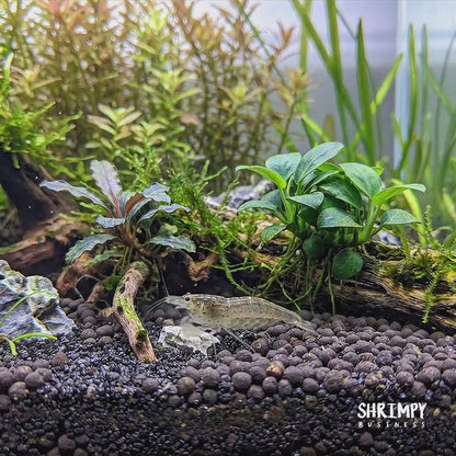 Amano Shrimp