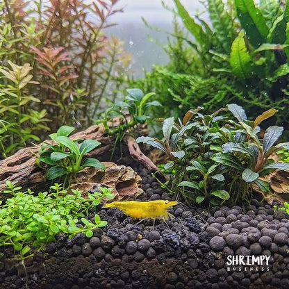 Yellow Golden Back Shrimp