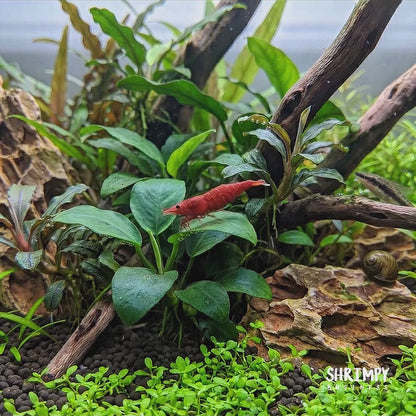 High Grade Cherry Shrimp - Fire Red Grade