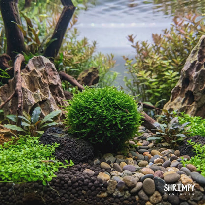 Christmas Moss