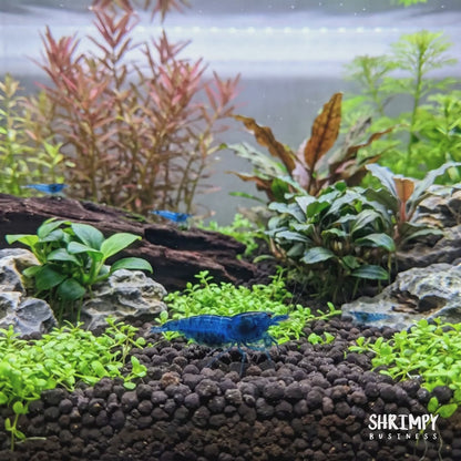 Aura Blue Tiger Shrimp