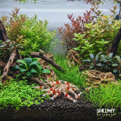 Crystal Red Shrimp
