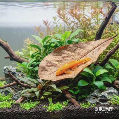 Super Red Bristlenose Pleco (Tank-Bred)