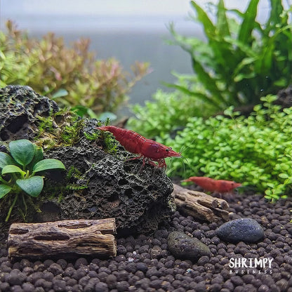 Bloody Mary Shrimp