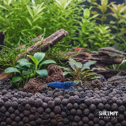 Blue Dream Shrimp
