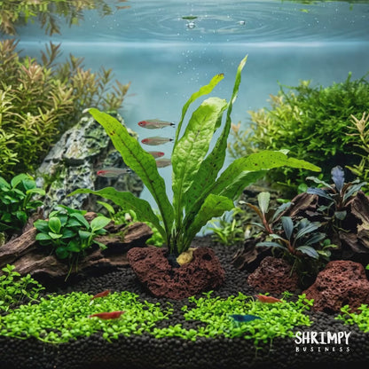 Java Fern Attached to Lava Rock