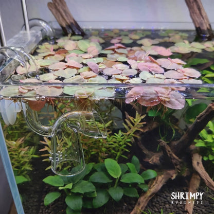 Red Root Floaters