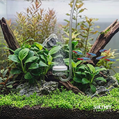 Cardinal Tetra (Tank-Bred)