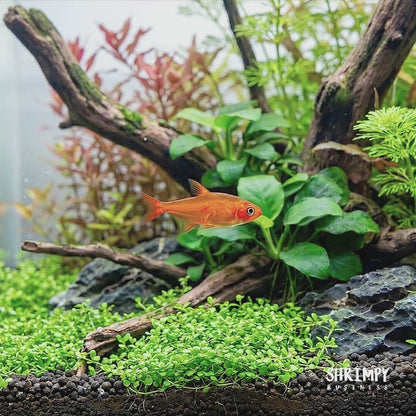 Ember Tetra (Tank-Bred)