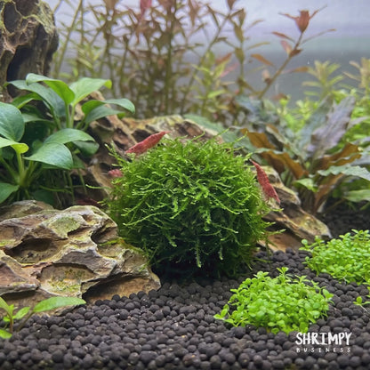 Java Moss
