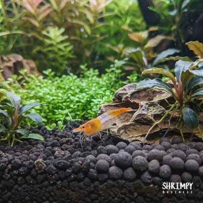 Orange Rili Shrimp