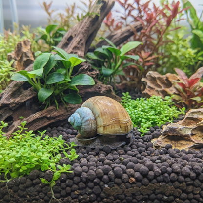 Japanese Trapdoor Snail