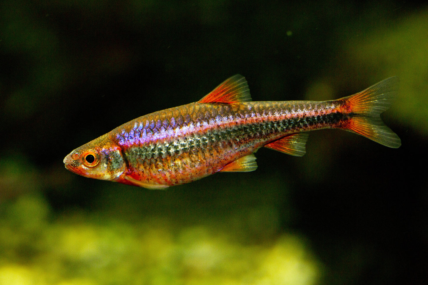 Rainbow Shiner (Tank-Bred)