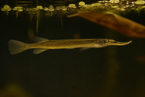 Red-line Halfbeak "Sijuk"
