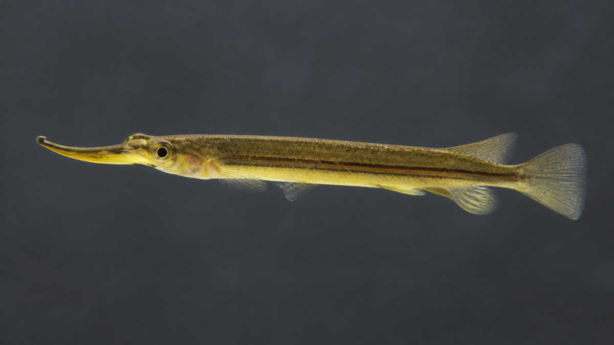Red-line Halfbeak "Sijuk"