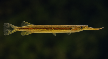 Red-line Halfbeak "Sijuk"