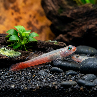 'Red Lipstick' Goby