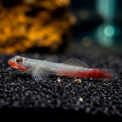 'Red Lipstick' Goby