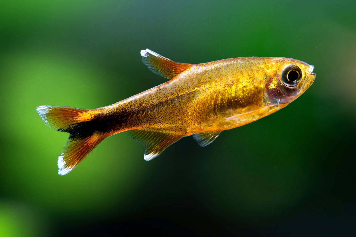 Silvertip Tetra (Tank-Bred)