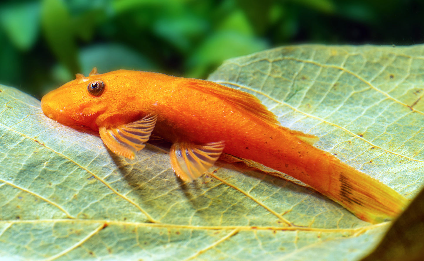 Super Red Bristlenose Pleco (Tank-Bred)