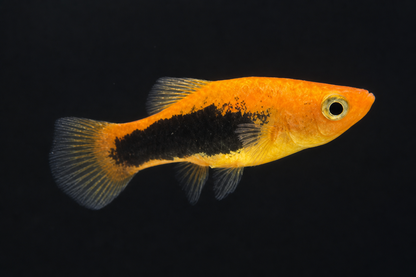 Tuxedo Platy