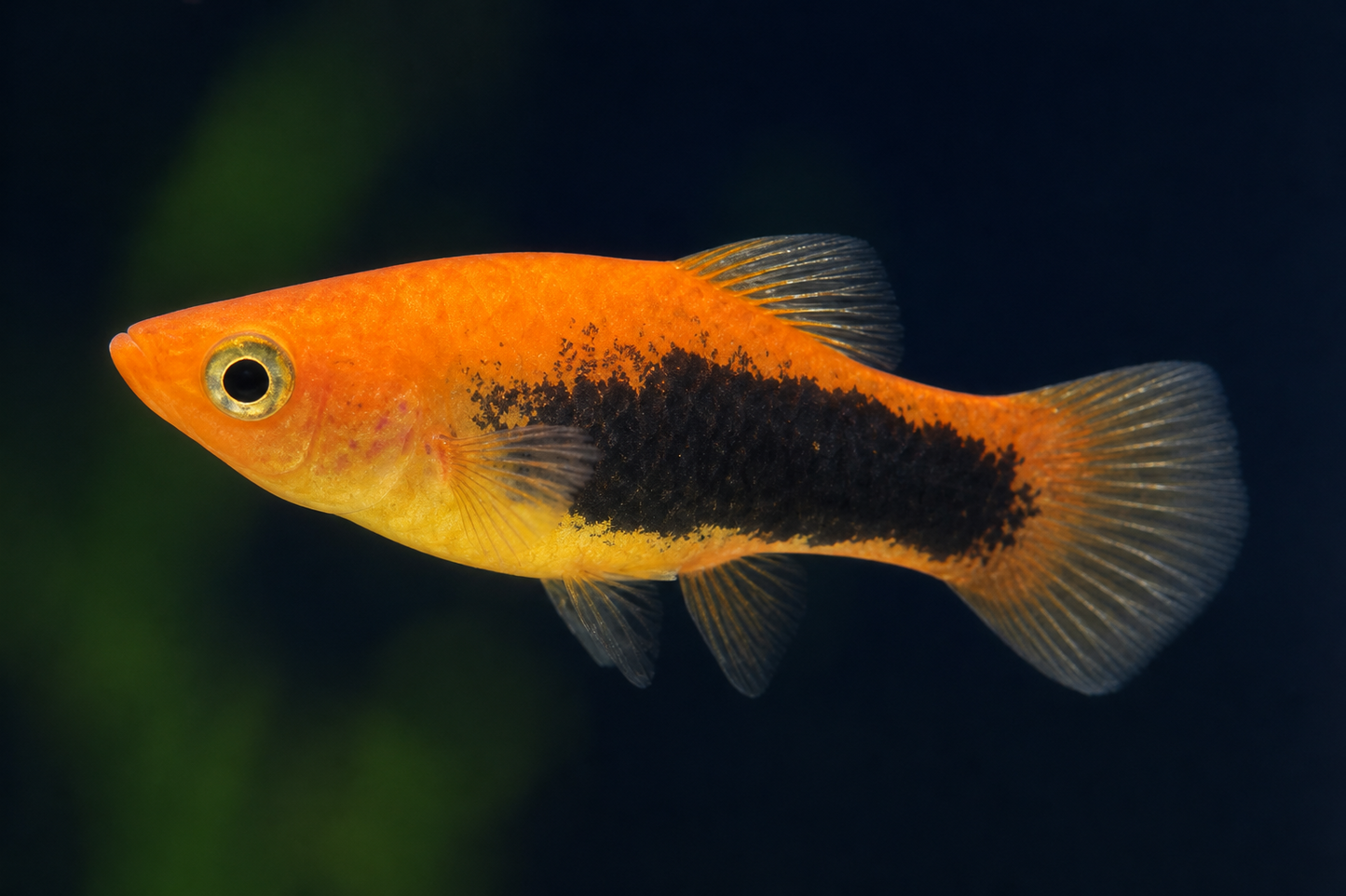Tuxedo Platy