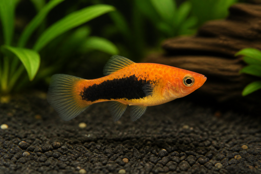Tuxedo Platy