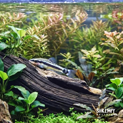Otocinclus Catfish (Tank-Bred)
