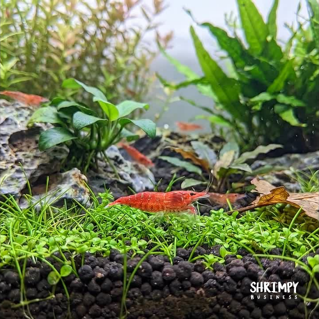Sakura Grade Cherry Shrimp