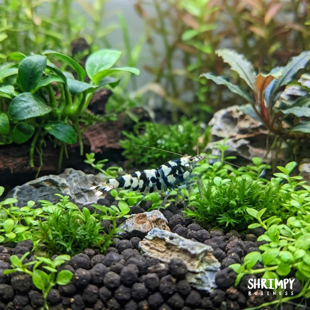 Black Fancy Tiger Shrimp