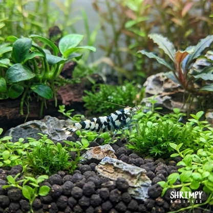 Black Fancy Tiger Shrimp