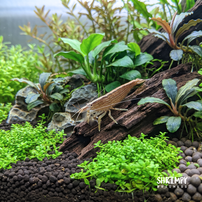 Bamboo Shrimp (ATYOPSIS SPINIPES)