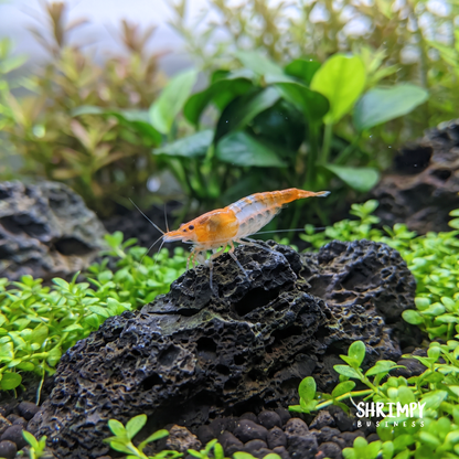Orange Rili Shrimp