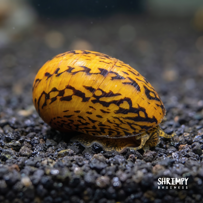 Batik Nerite Snail