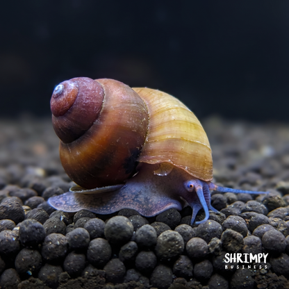 Blueberry Snail
