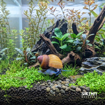 Blueberry Snail