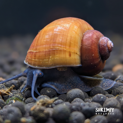 Blueberry Snail