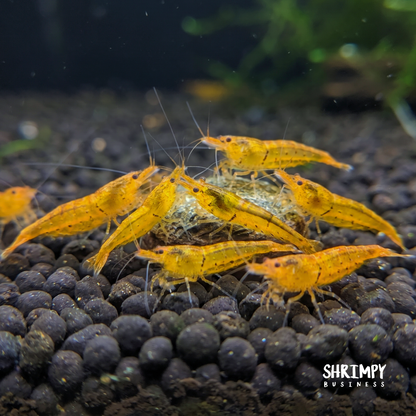 Tangerine Tiger Shrimp