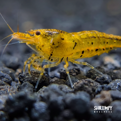 Tangerine Tiger Shrimp